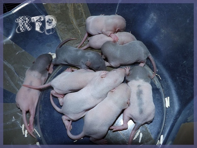 Evolution des ratons Dscf0614