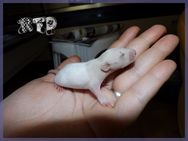 Evolution des ratons Dscf1417