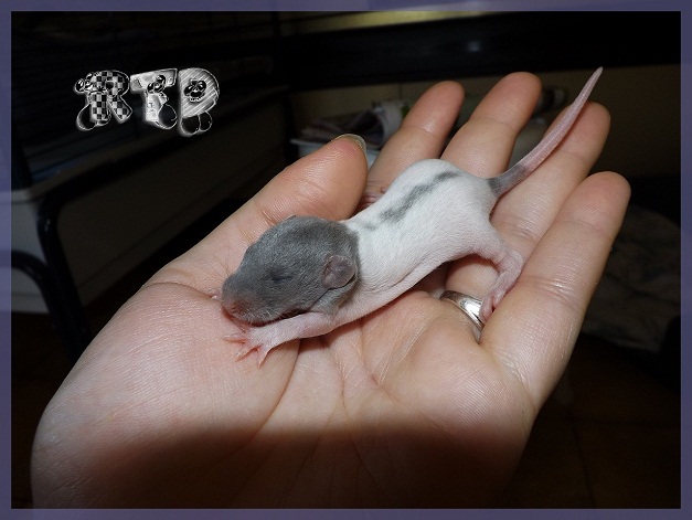 Evolution des ratons Dscf1418