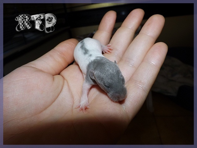 Evolution des ratons Dscf1511