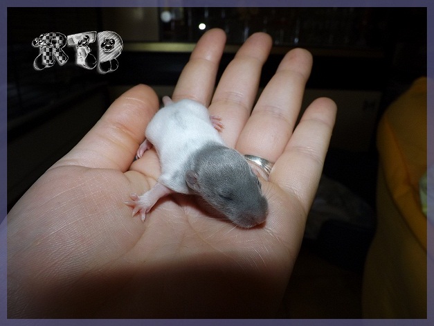 Evolution des ratons Dscf1612