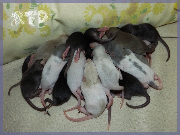 Evolution des ratons Dscf1616