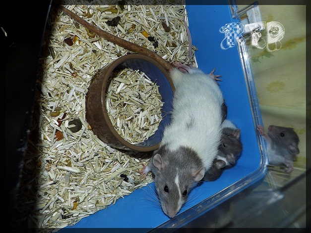 Evolution des ratons Dscf3817