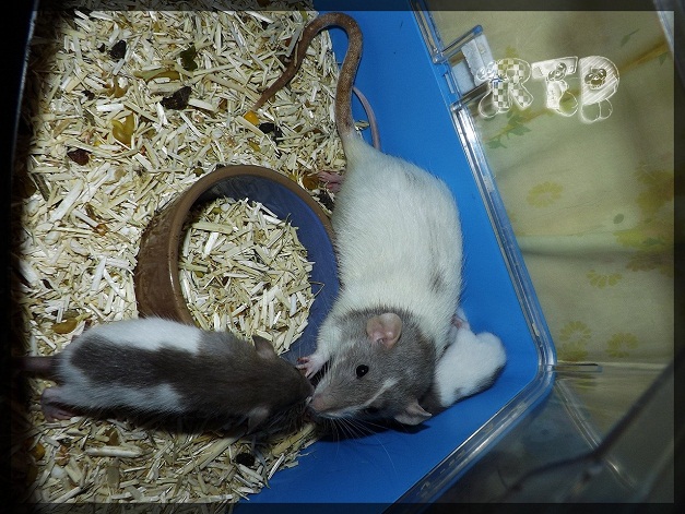 Evolution des ratons Dscf3818