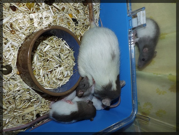 Evolution des ratons Dscf3819