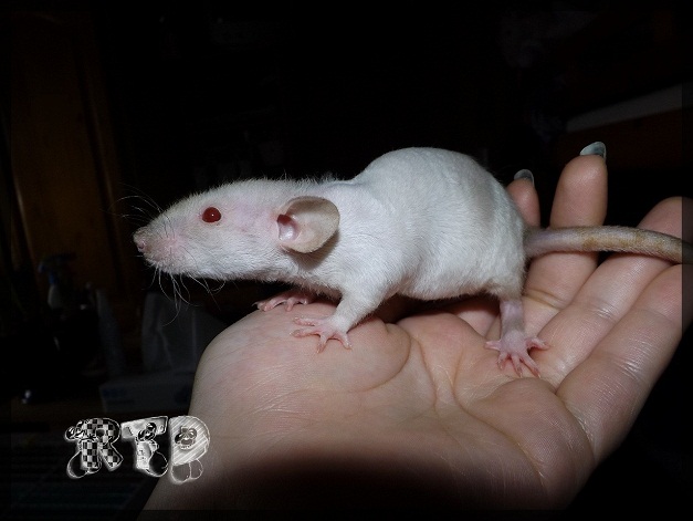 Evolution des ratons Dscf4815