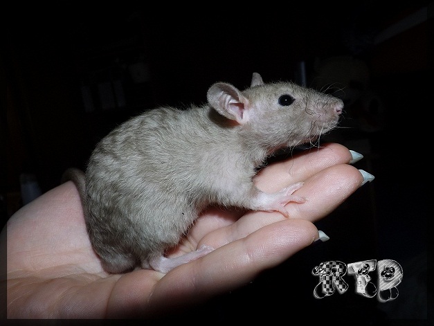 Evolution des ratons Dscf5418