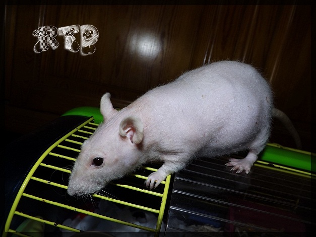 Evolution des ratons Dscf5421