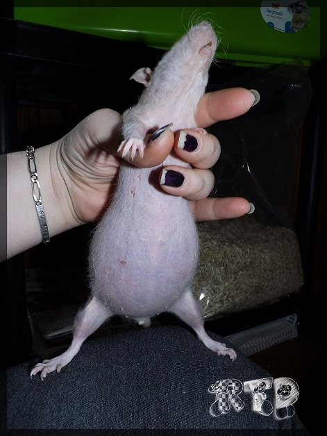 Evolution des ratons Dscf5422