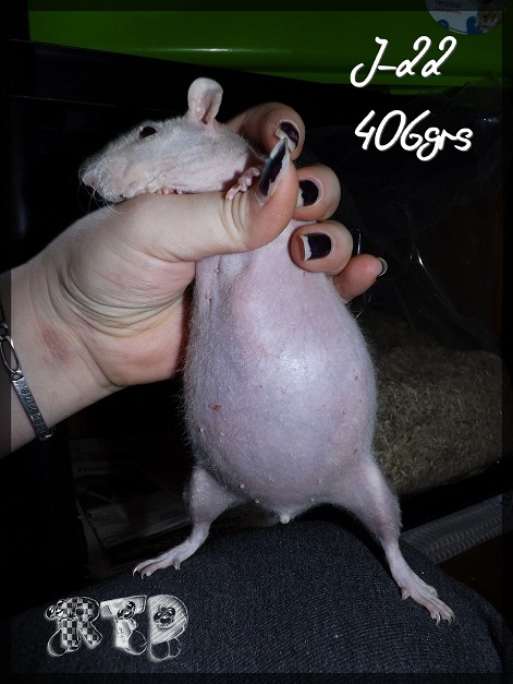 Evolution des ratons Dscf5423