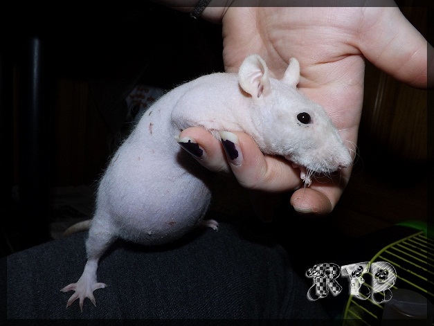 Evolution des ratons Dscf5519