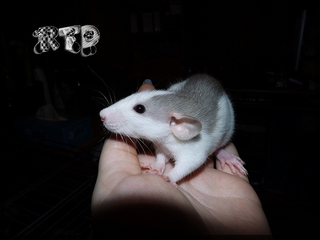 Evolution des ratons Dscf6019