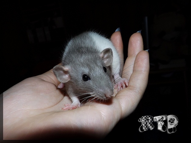Evolution des ratons Dscf6219