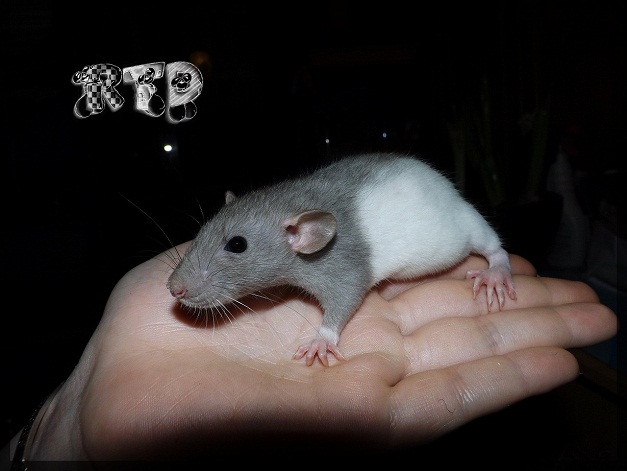 Evolution des ratons Dscf6610