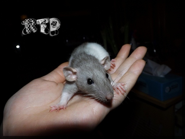 Evolution des ratons Dscf6611