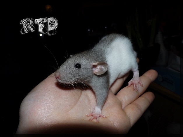 Evolution des ratons Dscf6612