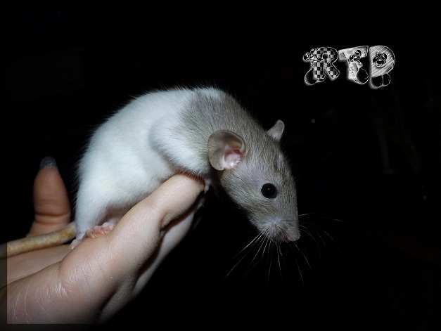 Evolution des ratons Dscf6615