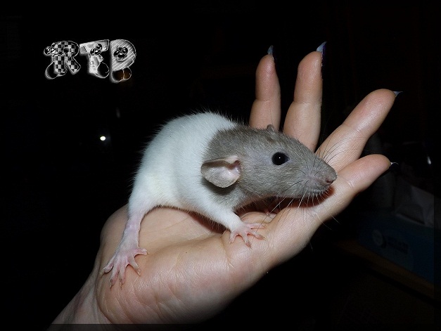 Evolution des ratons Dscf6616