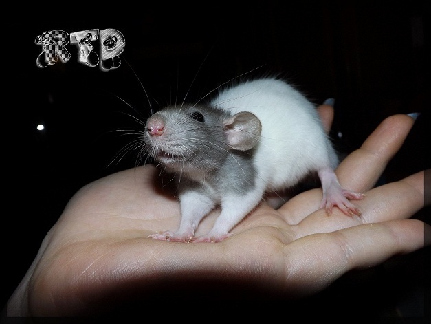 Evolution des ratons Dscf6623