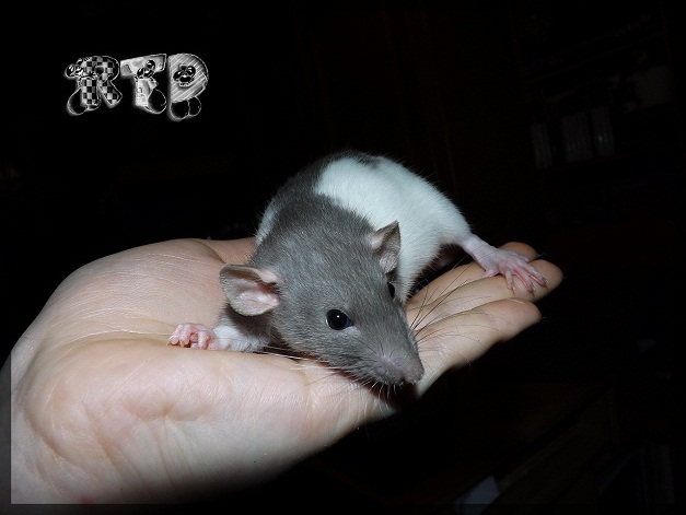 Evolution des ratons Dscf6711