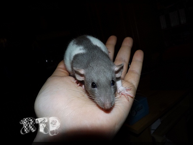 Evolution des ratons Dscf6712