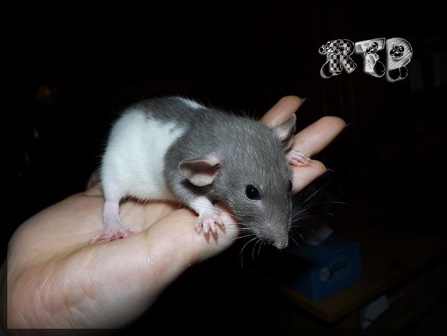 Evolution des ratons Dscf6713