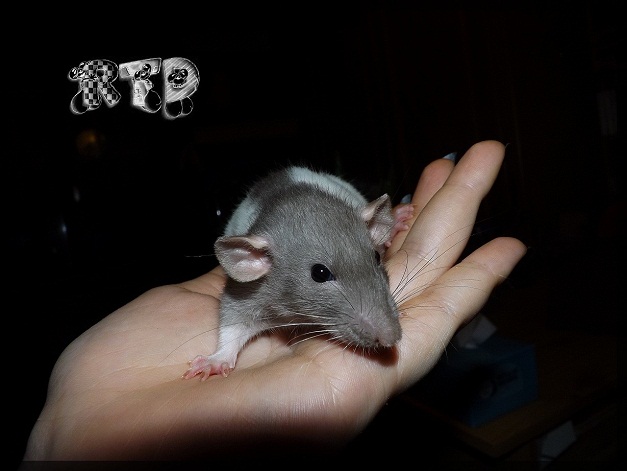 Evolution des ratons Dscf6714