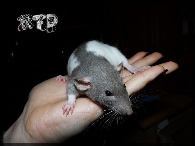 Evolution des ratons Dscf6715