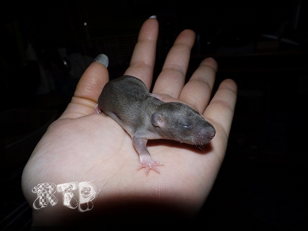 Evolution des ratons Dscf6910