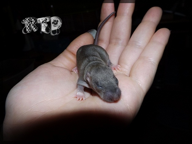 Evolution des ratons Dscf6911