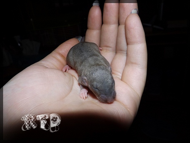 Evolution des ratons Dscf6912