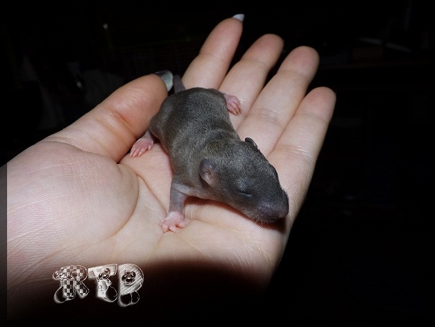 Evolution des ratons Dscf6915