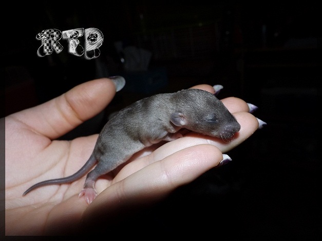 Evolution des ratons Dscf6916