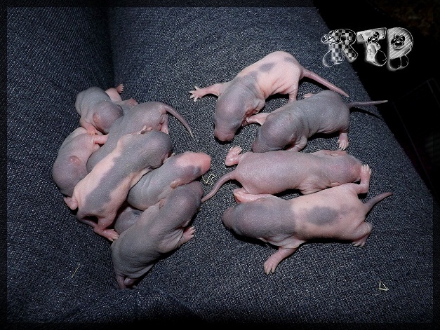 Evolution des ratons Dscf7011