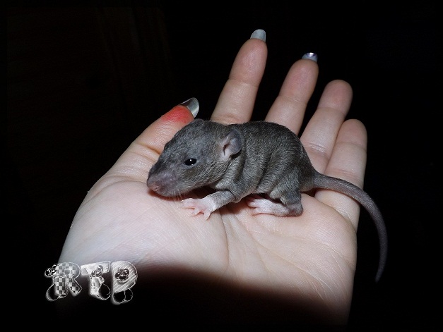 Evolution des ratons Dscf7110