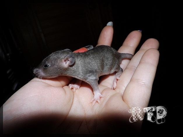 Evolution des ratons Dscf7111