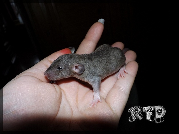 Evolution des ratons Dscf7212