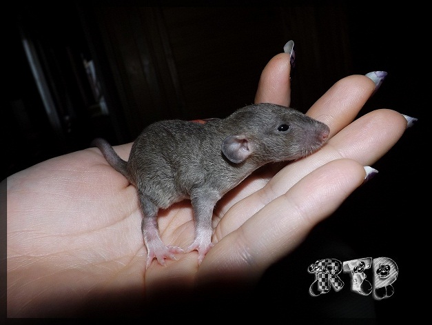 Evolution des ratons Dscf7213