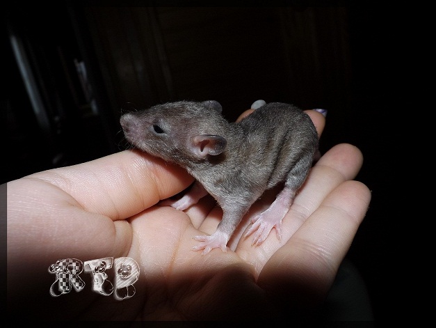 Evolution des ratons Dscf7215