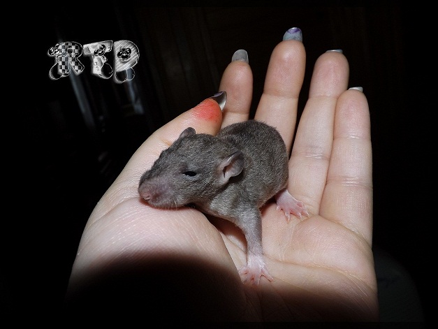 Evolution des ratons Dscf7216