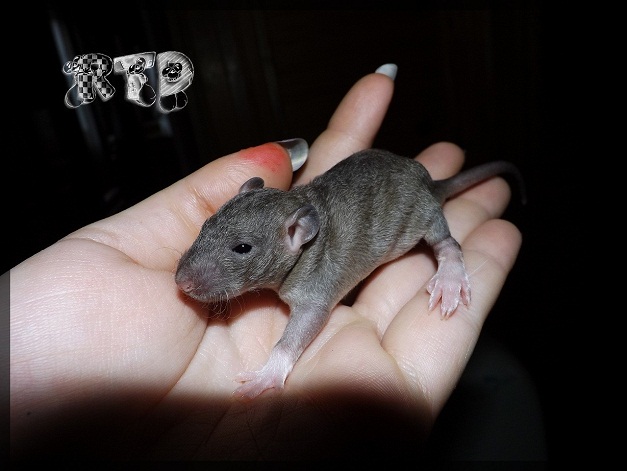 Evolution des ratons Dscf7218