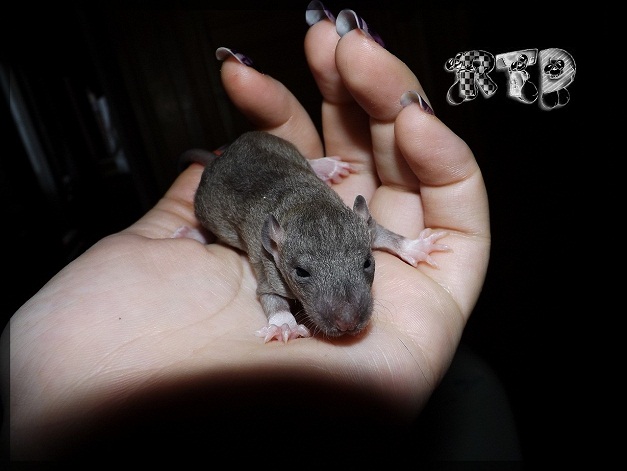 Evolution des ratons Dscf7219