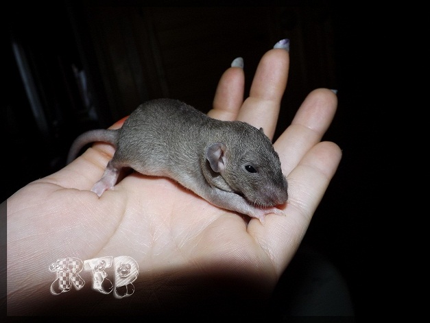 Evolution des ratons Dscf7221