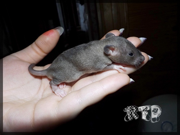 Evolution des ratons Dscf7224