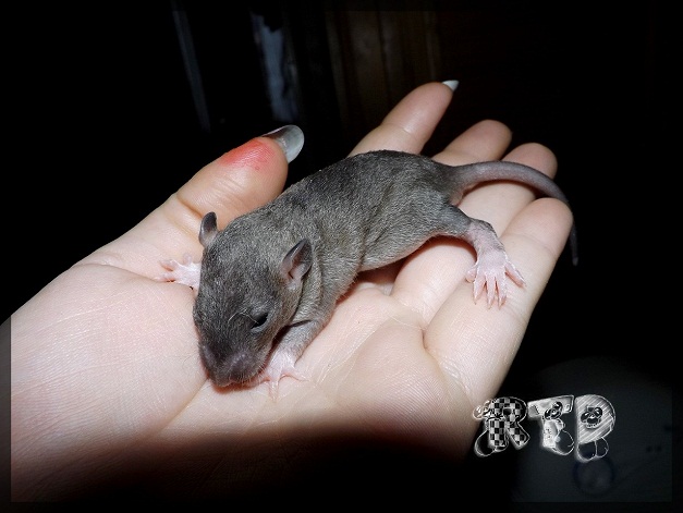 Evolution des ratons Dscf7225