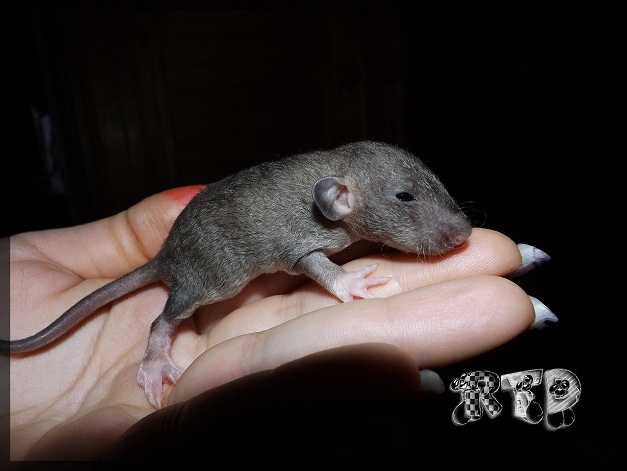 Evolution des ratons Dscf7320