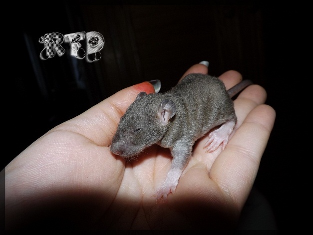 Evolution des ratons Dscf7322