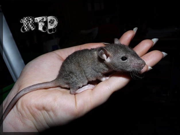 Evolution des ratons Dscf7413