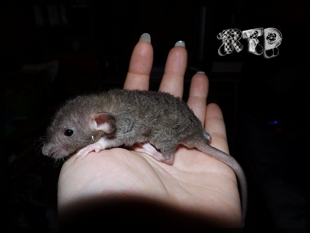 Evolution des ratons Dscf7415