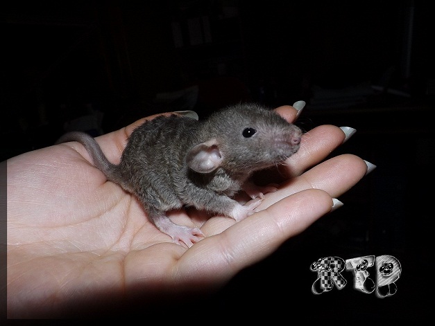 Evolution des ratons Dscf7416